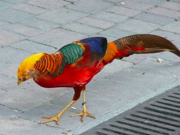 Golden pheasant with red and yellow plumage walking on pavement
