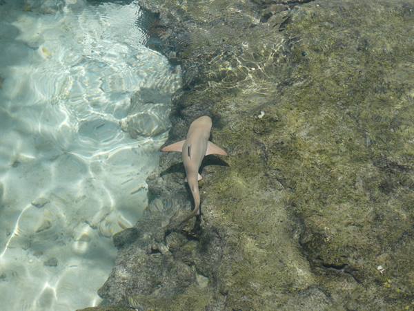 A small shark swims in shallow clear water beside dark rock