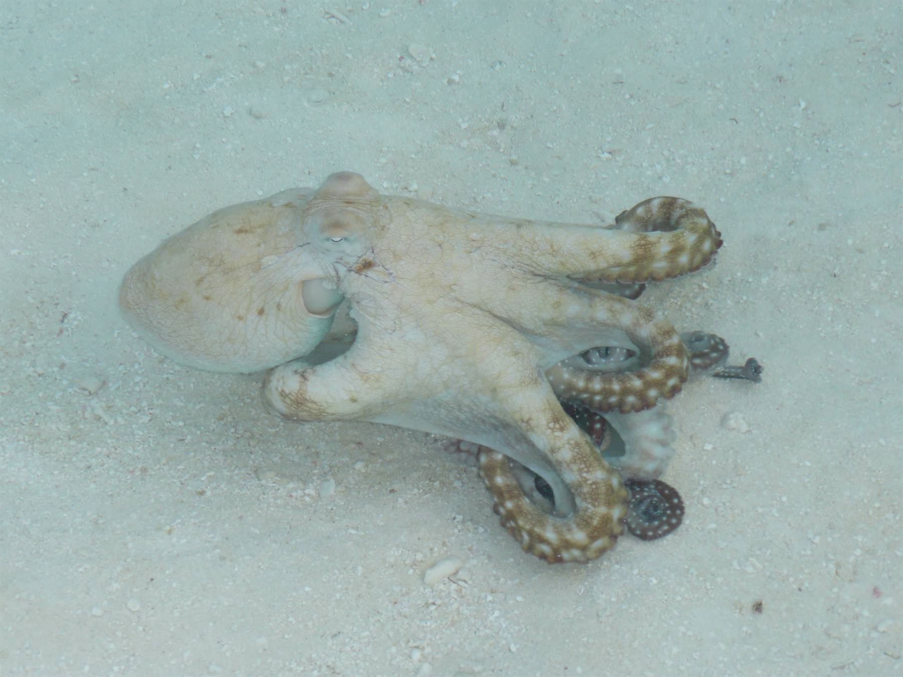 Octopus crawling across sandy seabed in natural underwater light