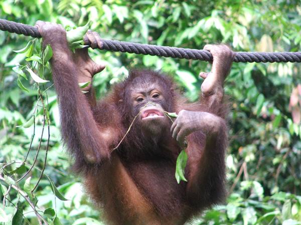 Young orangutan hanging from a rope sipping green leaves in the jungle