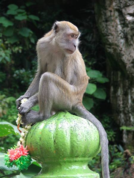Macaque monkey
