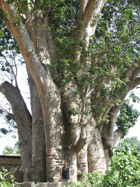 Man standing beside a massive baobab trunk, daylight filtering through leaves