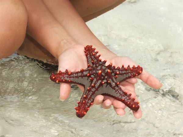 STARFISH