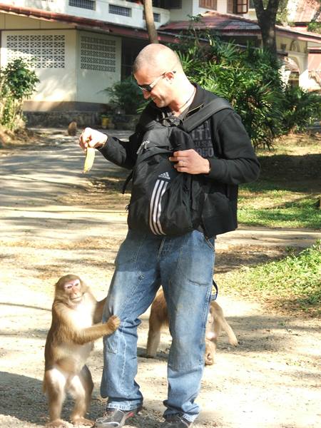 Tourist with black backpack offers a banana to a monkey in a park