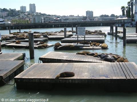 Sea lions resting on floating wooden docks at Pier 39, San Francisco