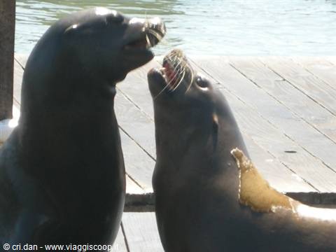 Two sea lions face off nose to nose on a wooden dock