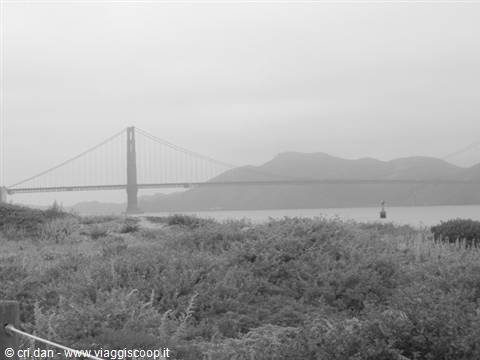 Golden Gate Bridge shrouded in fog, bushes in foreground, black and white