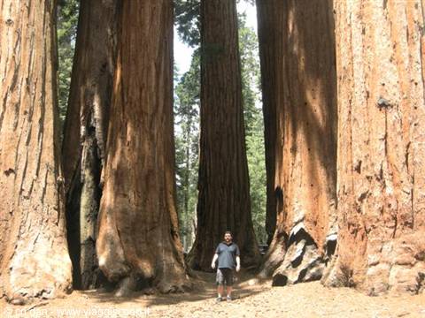Sequoia