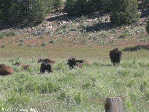 Bison grazing in tall grass on a sunny meadow