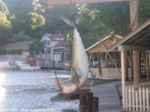 Suspended shark hanging from a crane over a wooden dock