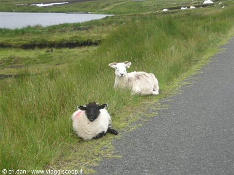 Two sheep resting on grass beside the road, a loch behind