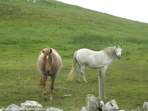 Two horses grazing on a green hillside, one brown and one white