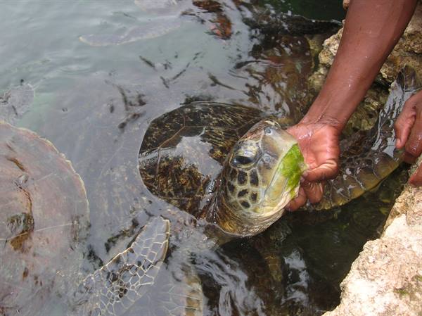 Turtles