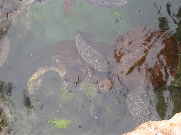 Sea turtles swim in green algae-filled water beside a rock
