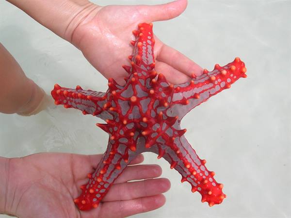 Starfish