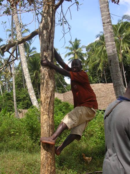He climbs the palm to collect the coconuts