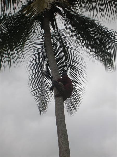 Man climbing a tall coconut palm tree, gray cloudy sky