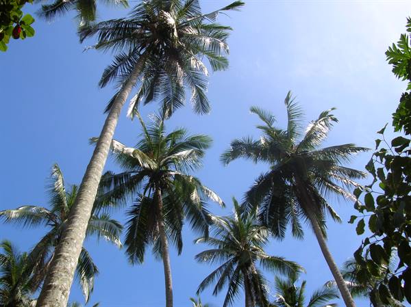 Tall coconut palm trees against the blue sky, sunlit green fronds