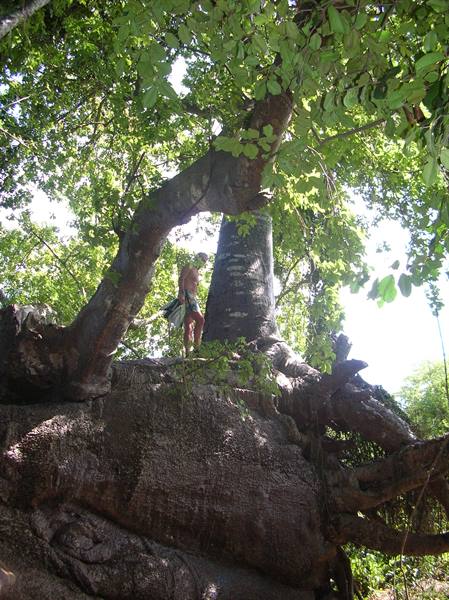 Giant baobab