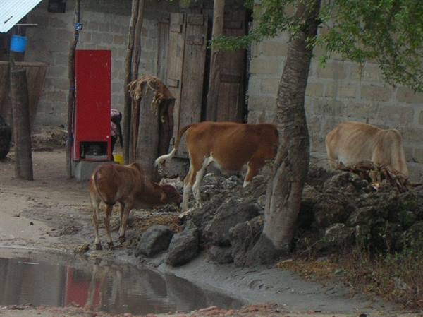Cows through the village streets