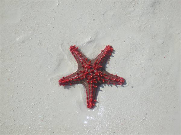 Starfish