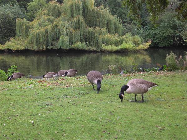 Kensington Gardens