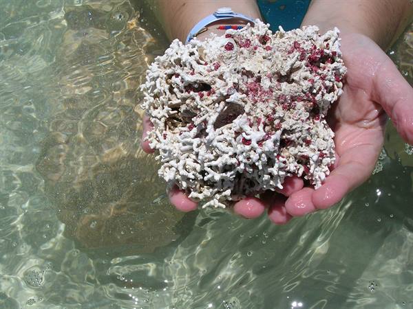 Coral