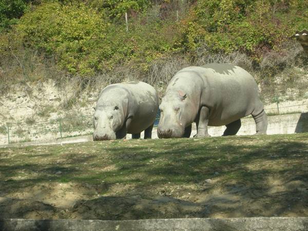 Two hippos walk across a green grassy field in the sun