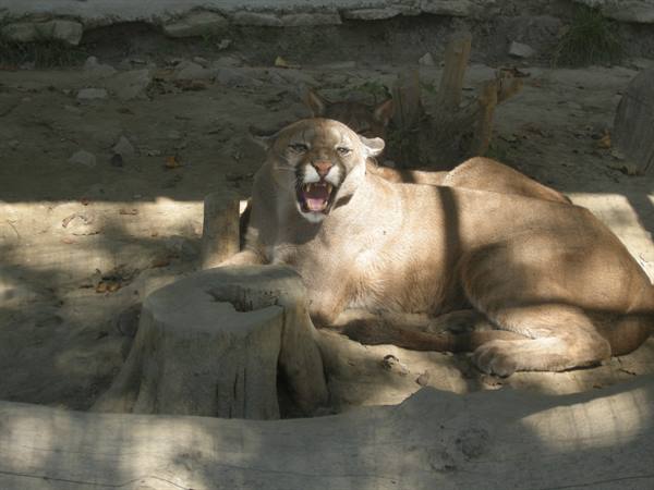 Cougar_snarling_resting_on_sand_beside_a_stump_in_sunlight