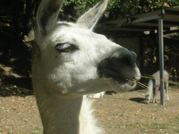 White llama chewing straw in sunlight, under a wooden shelter