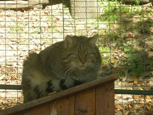 Wildcat
