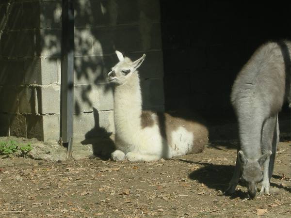 White and brown llama resting in shade, another grazing near the concrete wall