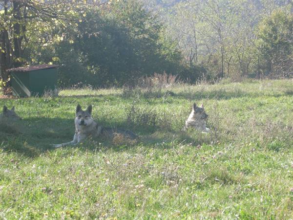 Wolves at large