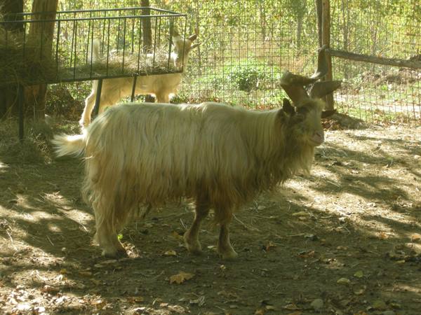Long-haired goat with large horns in the enclosure, sunlight through the trees