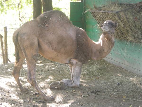 Camel rising to its feet beside a hay rack