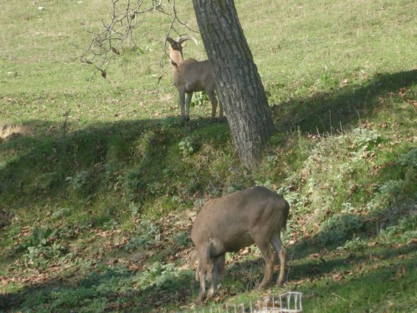 Two goats grazing on a green meadow, one eating beneath a tree
