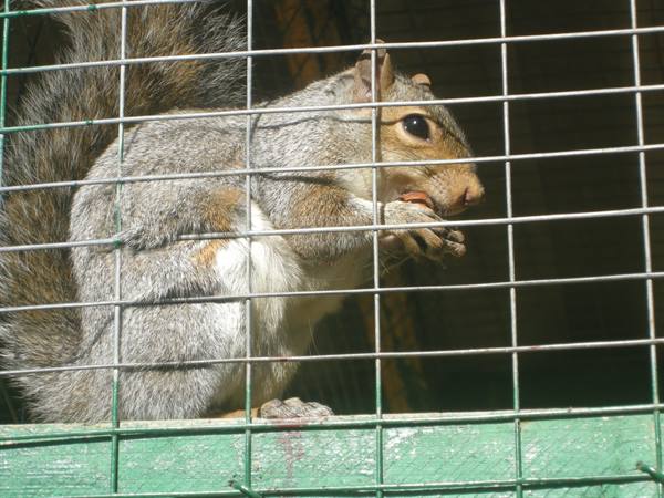 Gray squirrel eating a nut behind a wire mesh cage