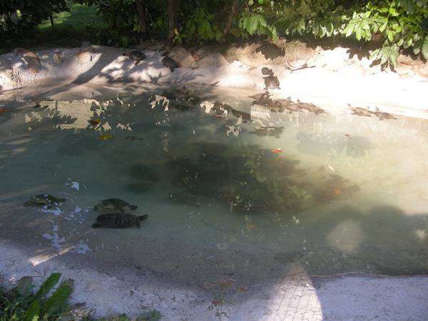 Water turtles...