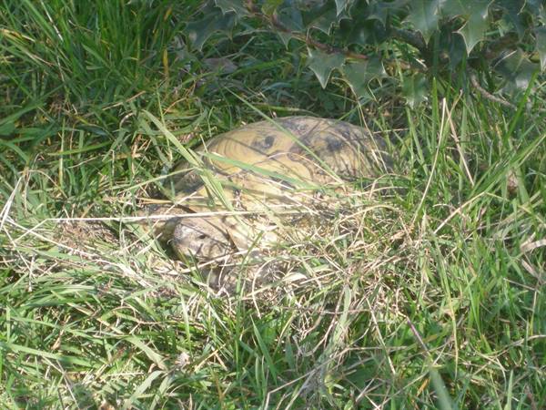 ...and land turtles