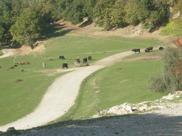 All grazing...