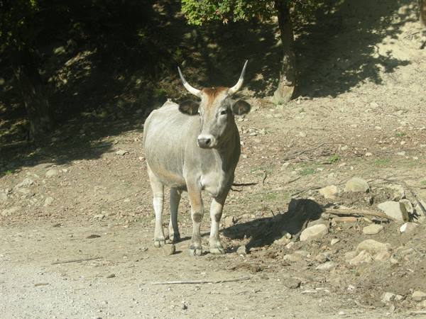 Grey cow with long horns standing on a dirt road among trees