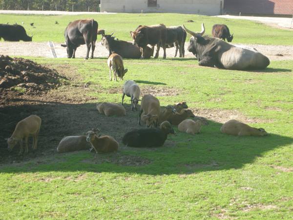 Cows and sheep resting and grazing on a green farm meadow
