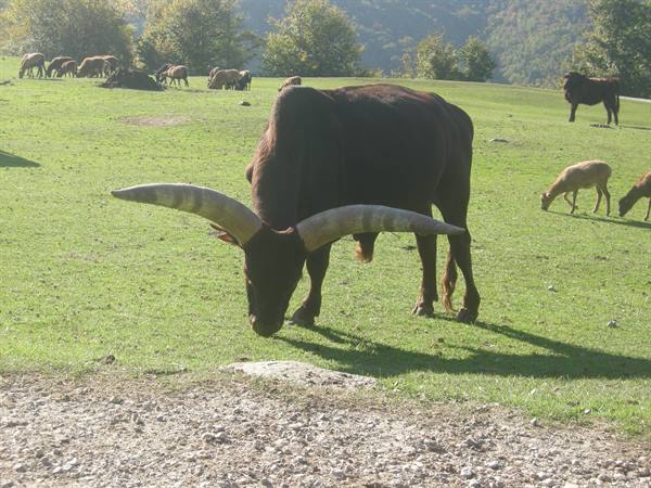 Watusi bull with long horns grazing on green meadow, other animals in background