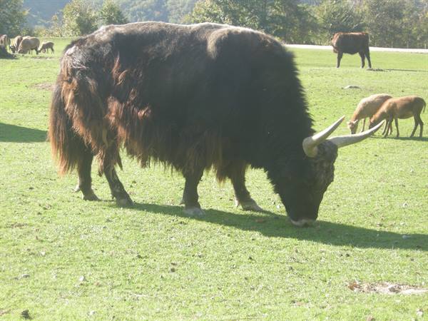 Long-haired yak with pale horns grazing on grass, other animals nearby