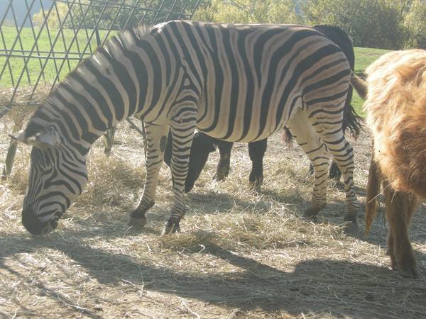 Zebra eating hay beside other animals in the sunlight