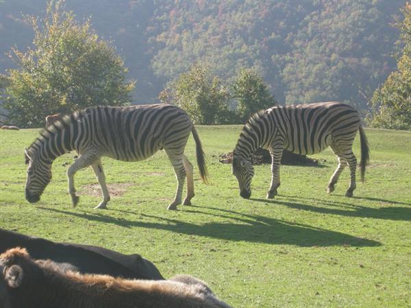 Two zebras grazing on a green lawn, autumn trees and forest behind