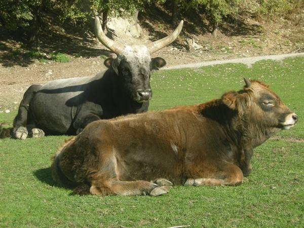 Two long-horned cattle resting on green grass in the sunlight