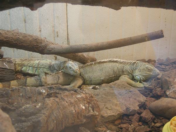 Two iguanas resting on branches and rocks inside a terrarium
