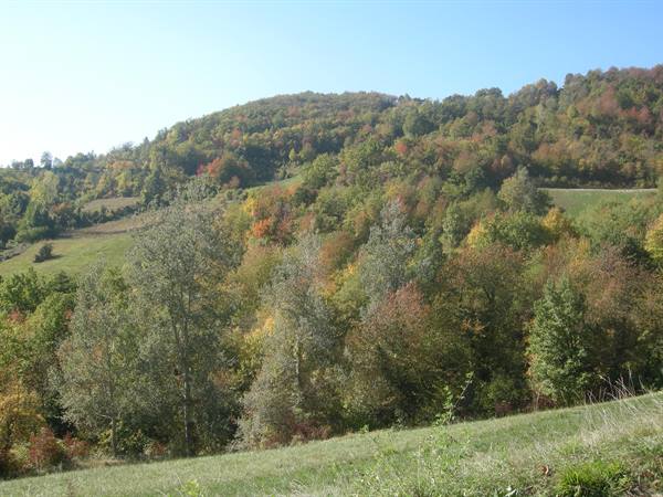 Hillside covered with autumn-colored woodland under a clear blue sky