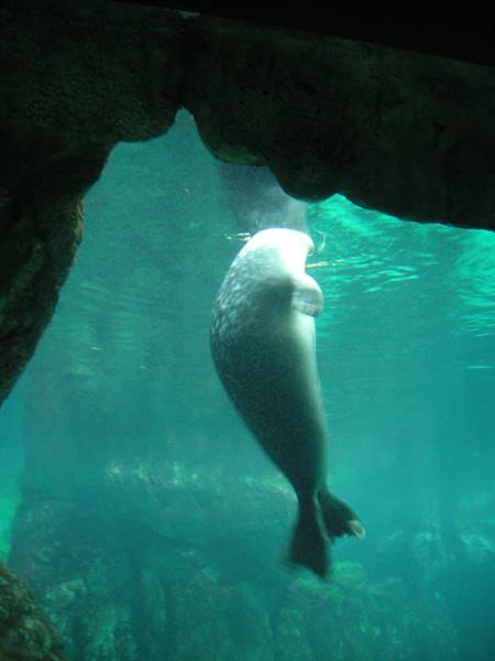 Seal diving headfirst through green water among aquarium rocks